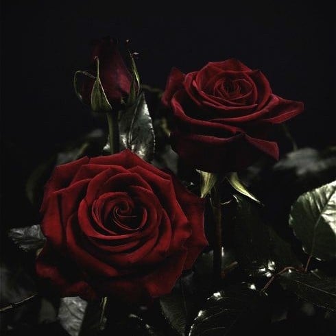 Dark Romance | RPG