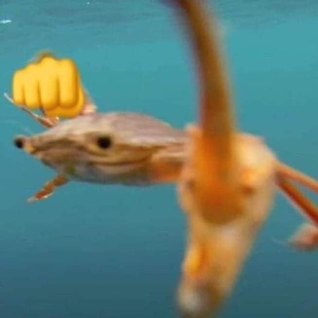 Aggressive crab🦀👊