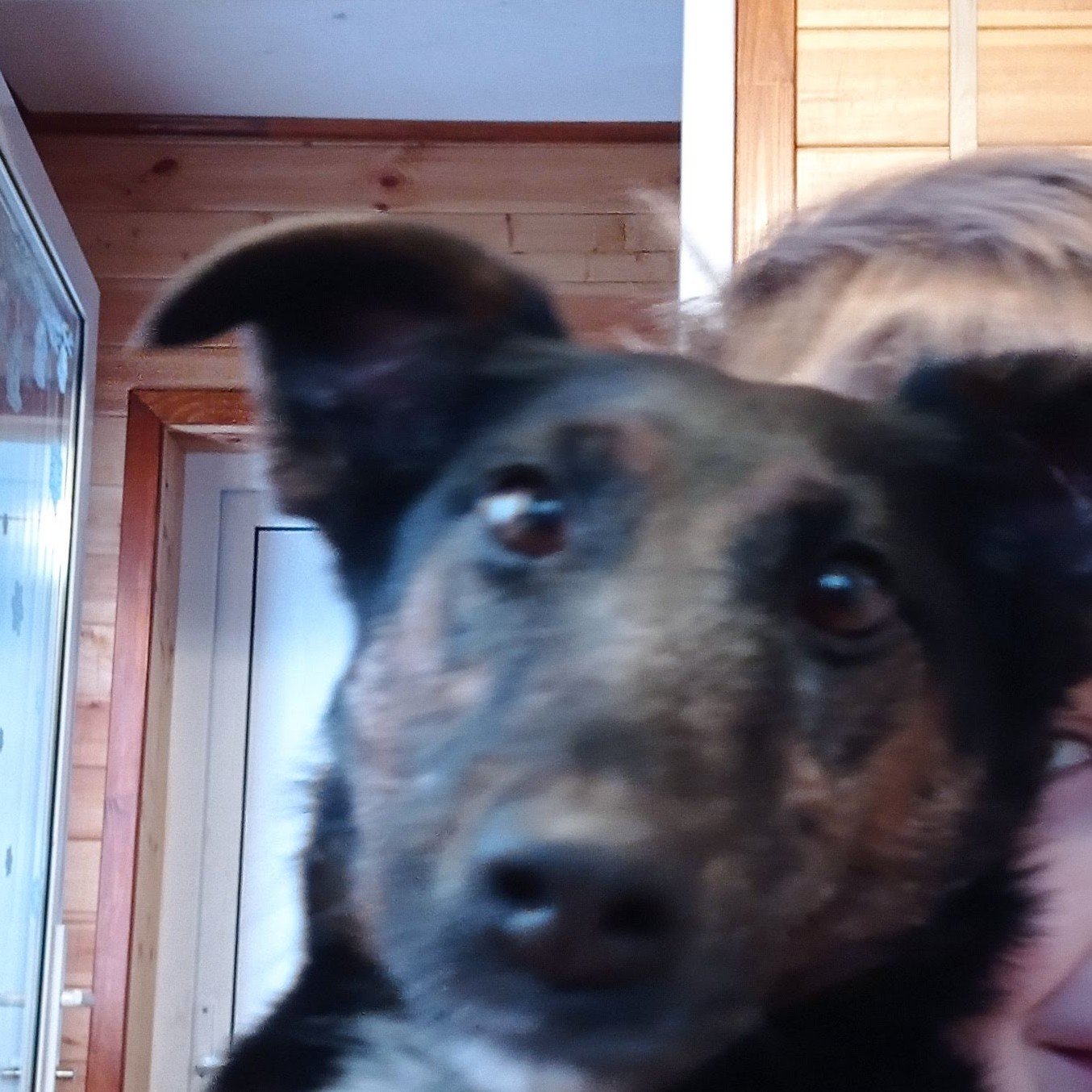 doggie 