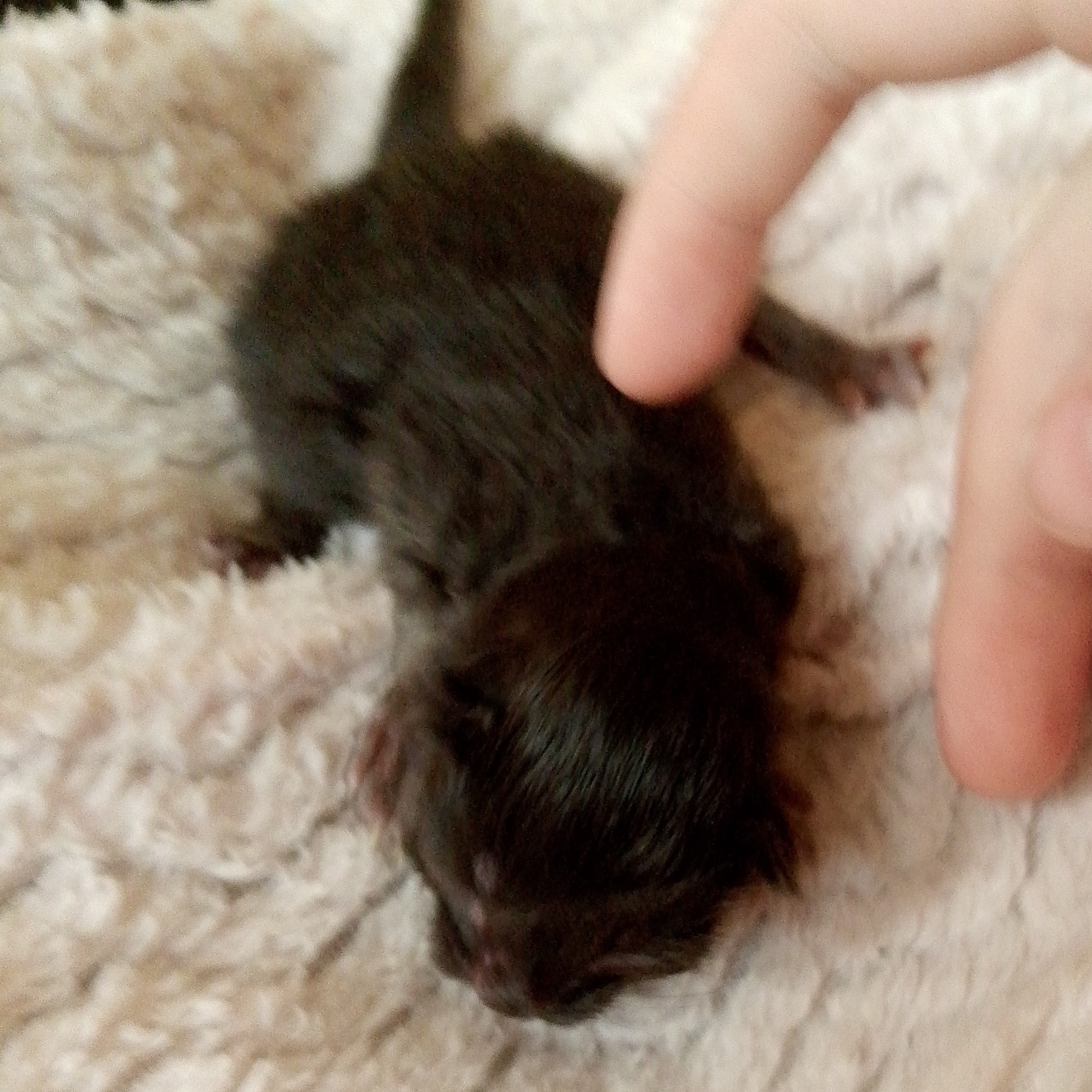 Little kitty