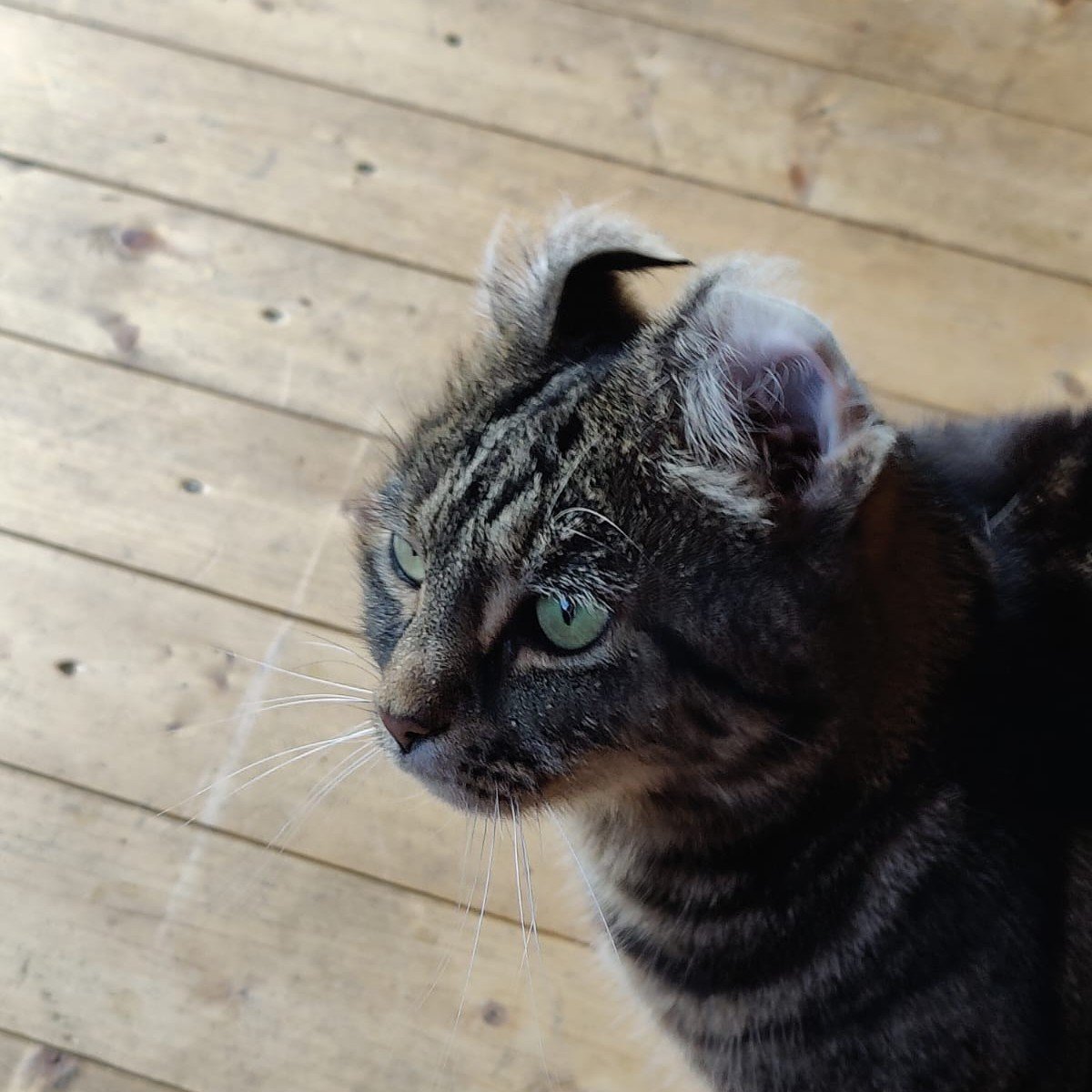cat