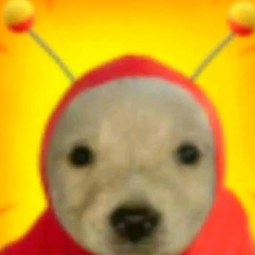 your dog XD