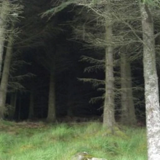 Shadow from forest