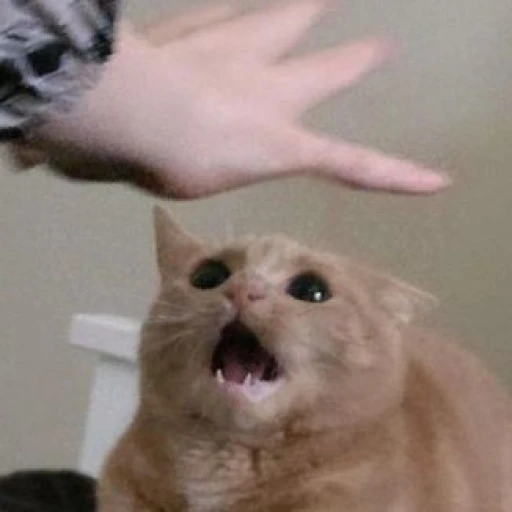 Frank (Your Cat)