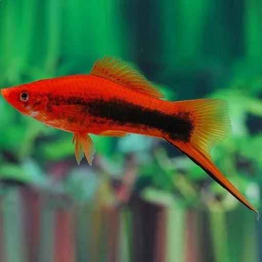 fish