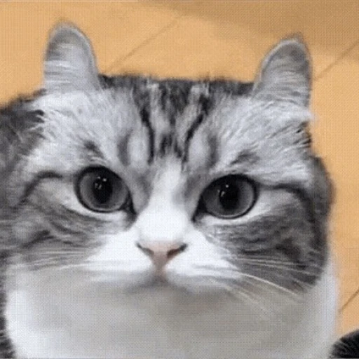 Komaru the cat
