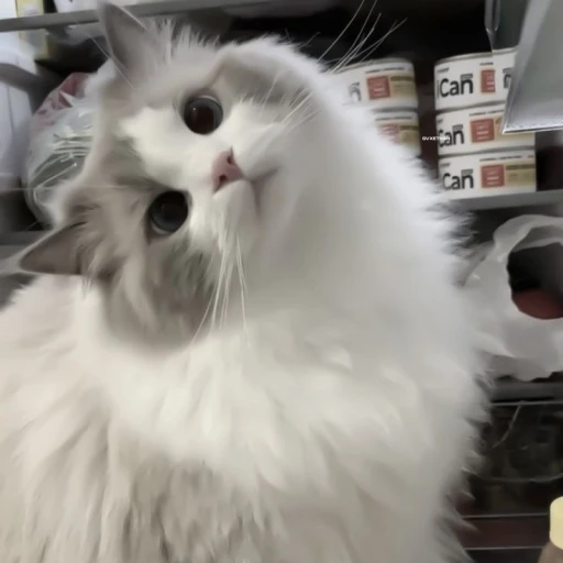 kitty <3