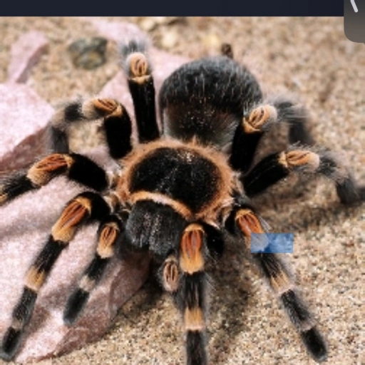 female tarantula 