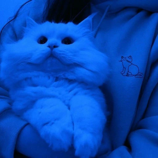 gojo.blue.cat