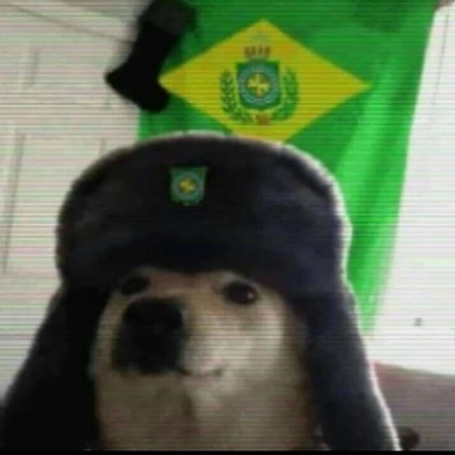 A Brazilian Dog