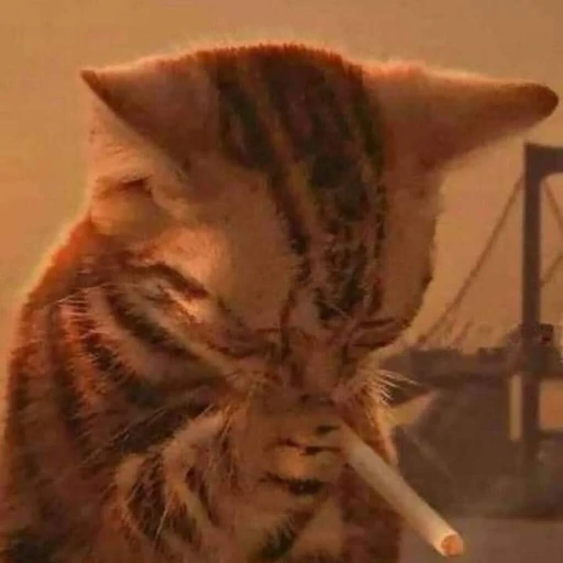 bot xdxdxd