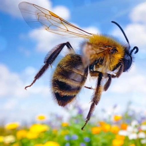 Bumblebee