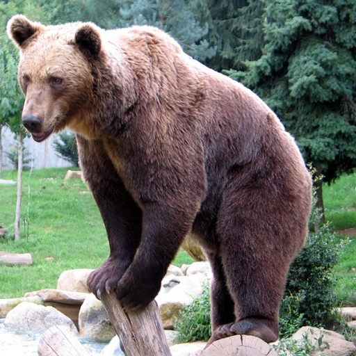 Wild bear (Greg)
