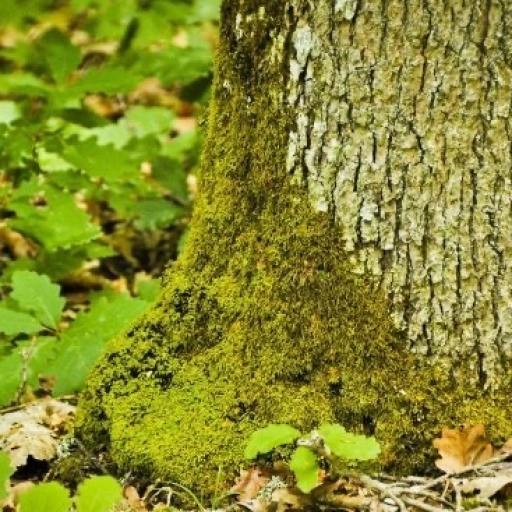 Moss on a tree