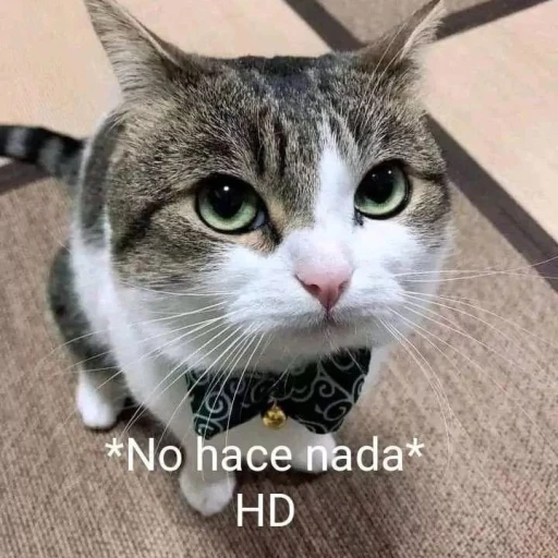 *does nothing*
