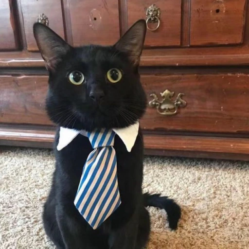 Dylan