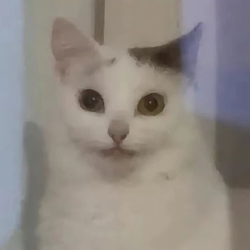 Igor