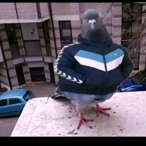 your dove