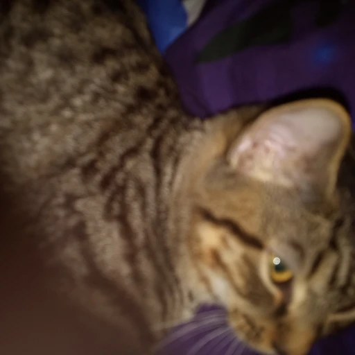 my cat