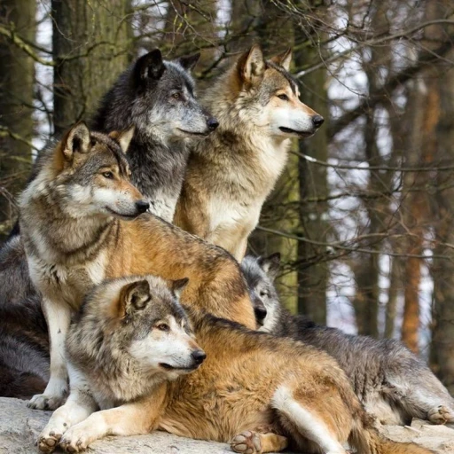 Pack of wolves