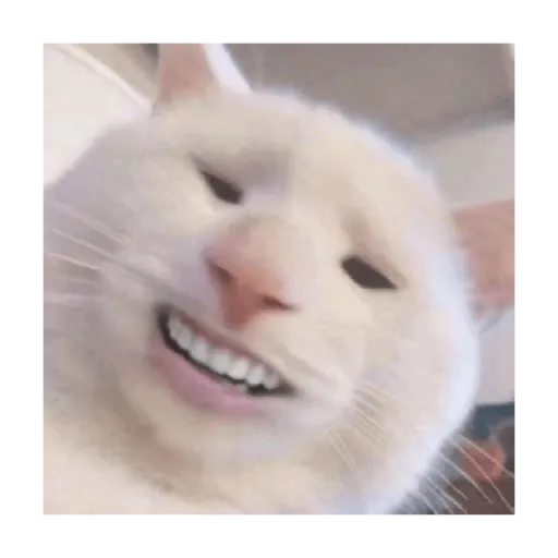 alanecuatro