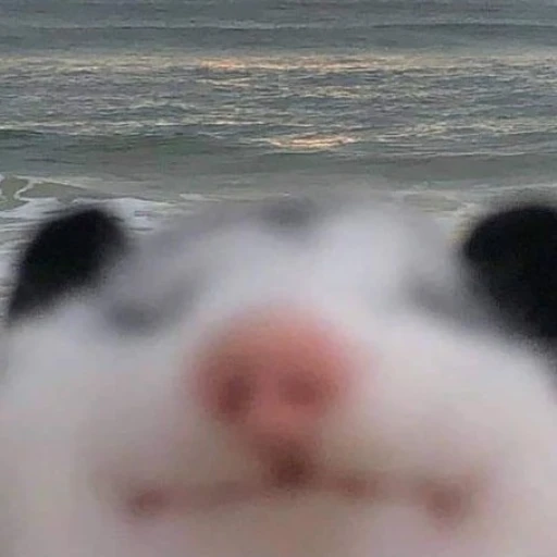 bite