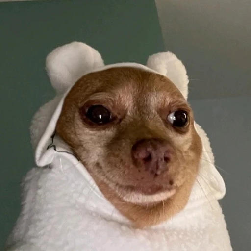 Dog with cold