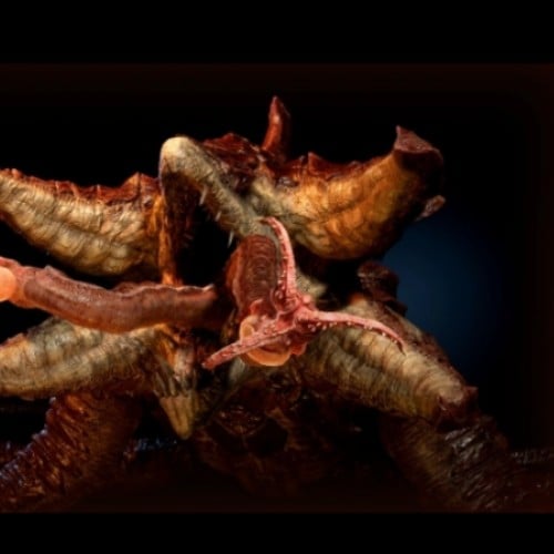 the Kraken
