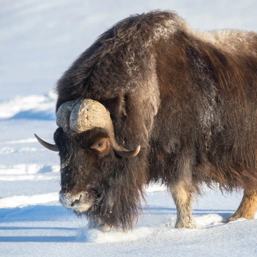 musk ox