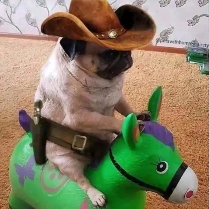 cowboy dog