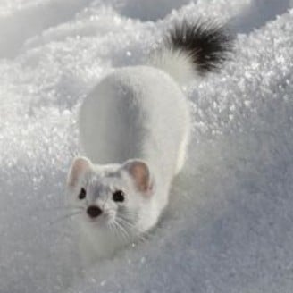ermine