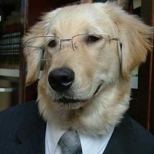 Mister Dog