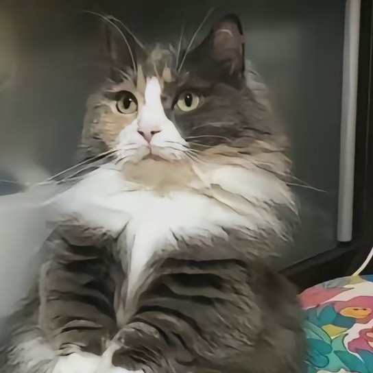 Meosy