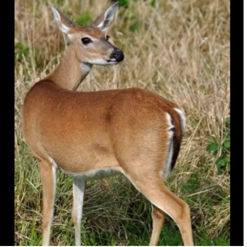 Seraphina female deer (V2)