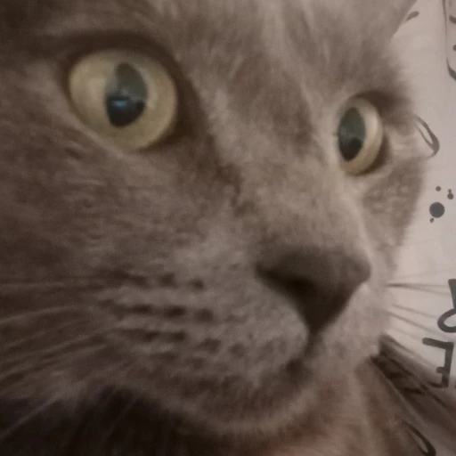 my CAT "Hera"