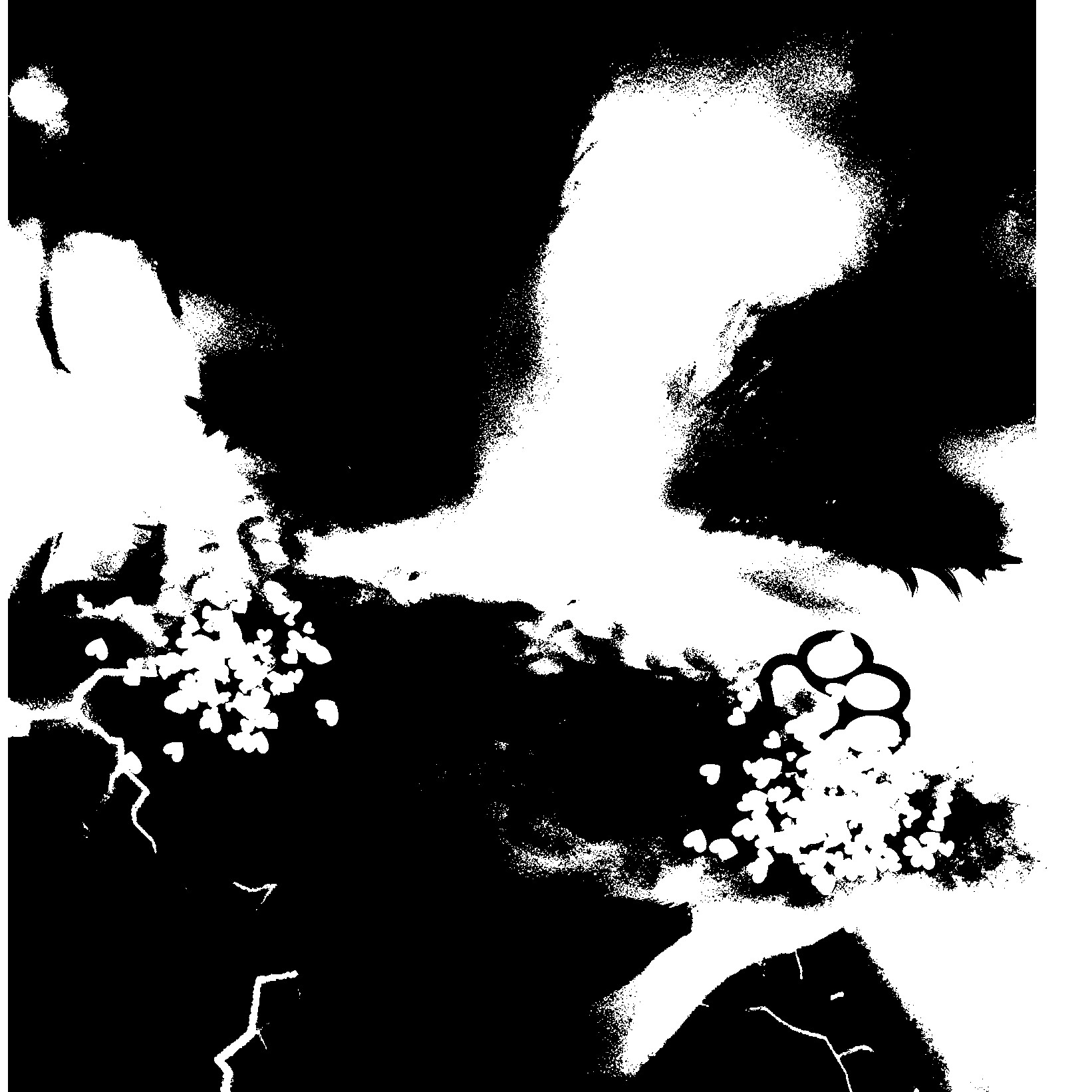 Nightmare