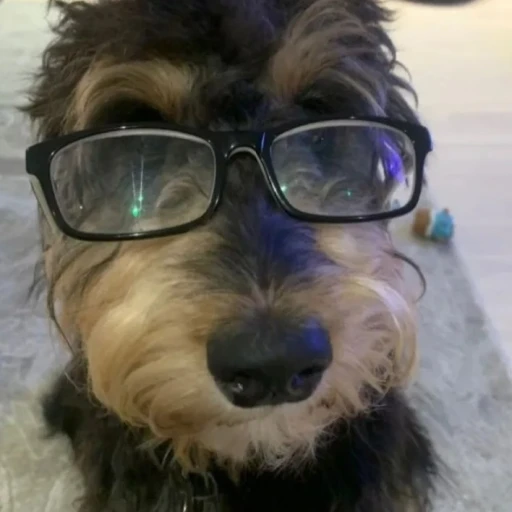 Smart dog