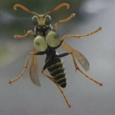 Wasp