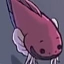 Snail fish