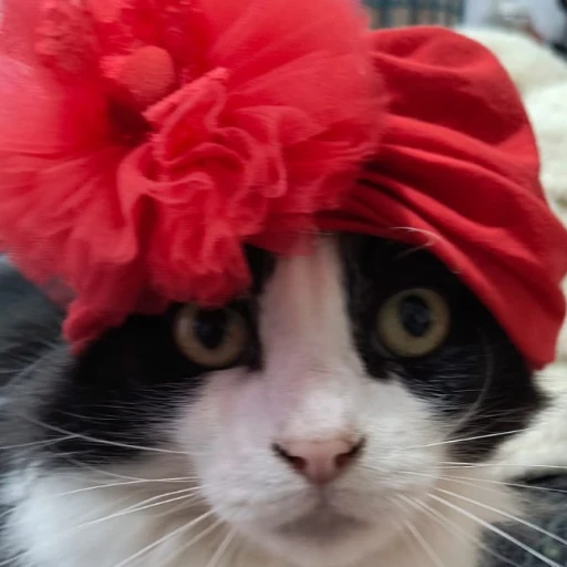 Cat of the future