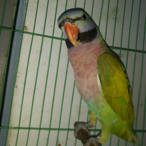 con vẹt ngu ngốc