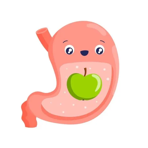 Stomach