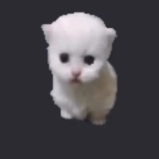 Hop cat