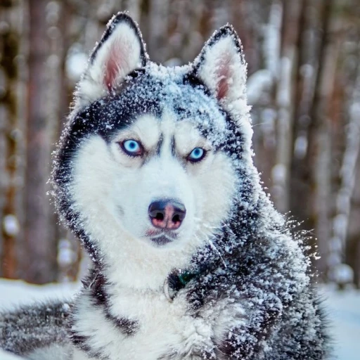 Lucas(Siberian Husky)
