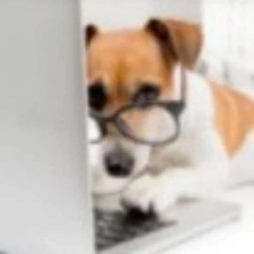 dog with glasses