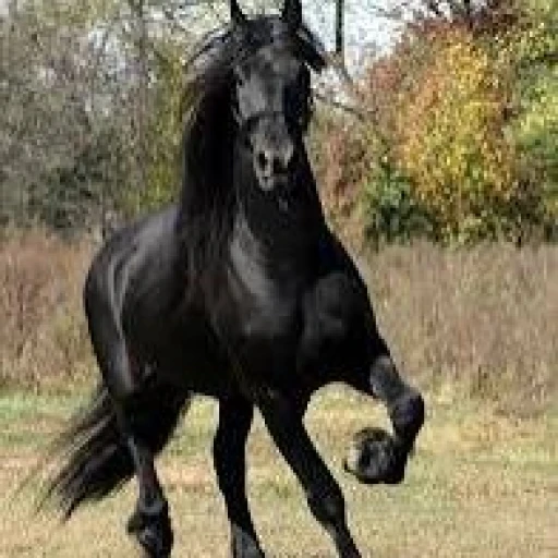 FAISAL