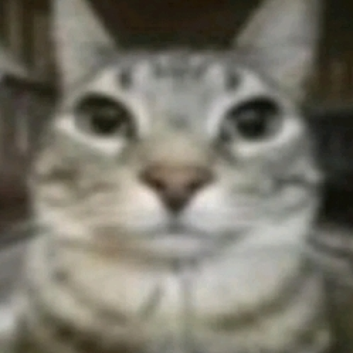 your silly cat