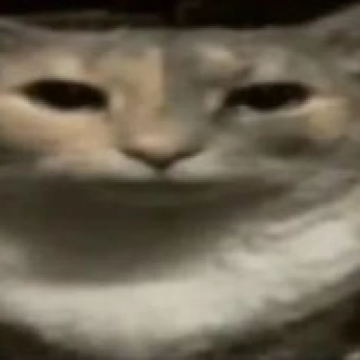 your annoying and stupid cat