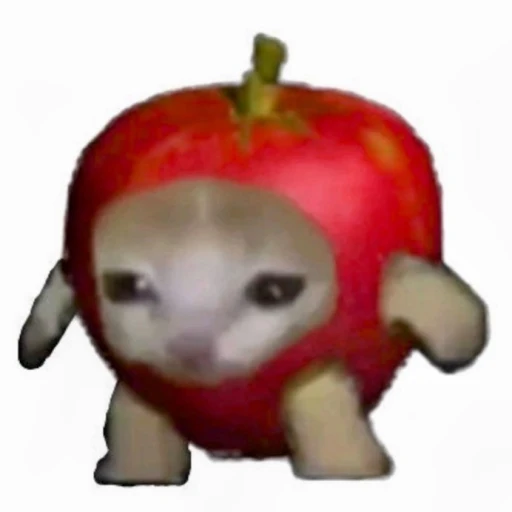 apple cat :D