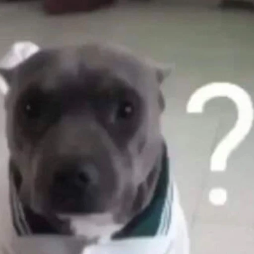 Dog with his member out